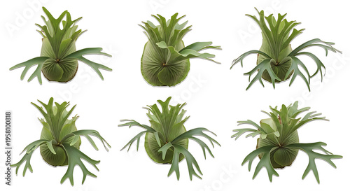 Six different angles of a mounted Staghorn Fern plant, showcasing its unique fronds and epiphytic growth habit.