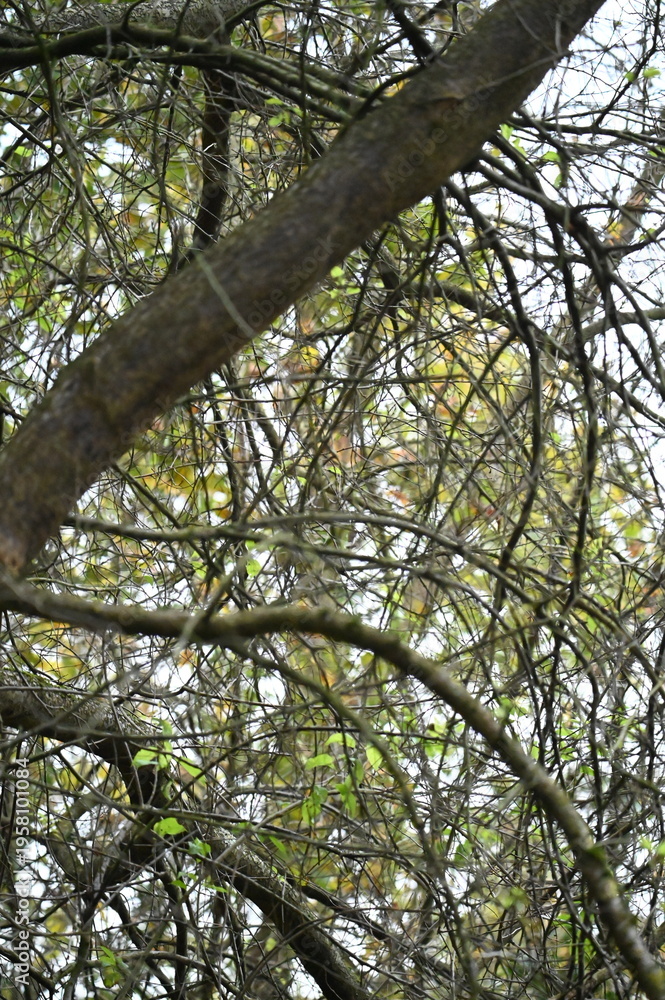 Obraz premium Branches d'arbre