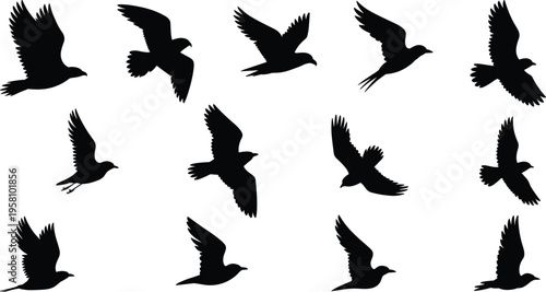 Silhouette vector illustration of birds flying in different wing positions and poses, representing wildlife nature icons for motion design