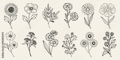 A collection of delicate hand drawn floral sketches on a beige background