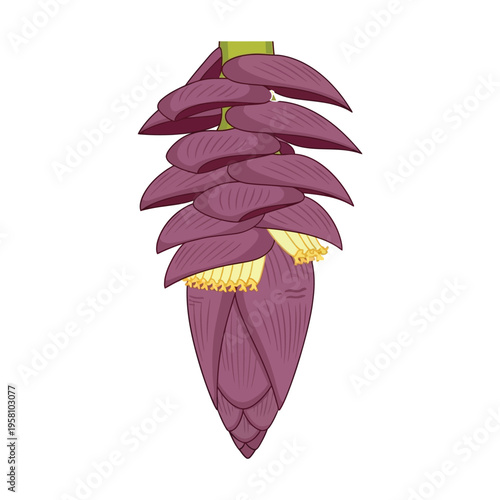 Purple banana flower with yellow stamens and green stem