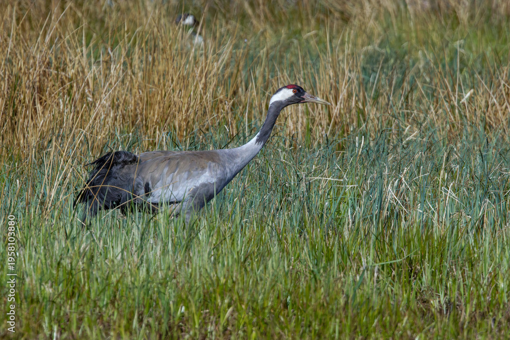 Obraz premium Kranich (Grus grus)