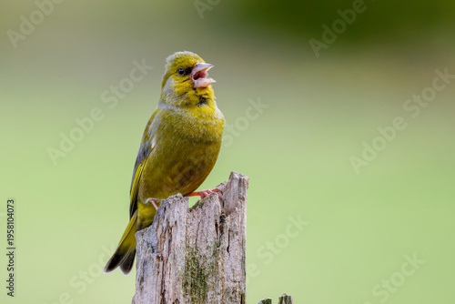 Schilderij op canvas Grünfink (Carduelis chloris) Männchen