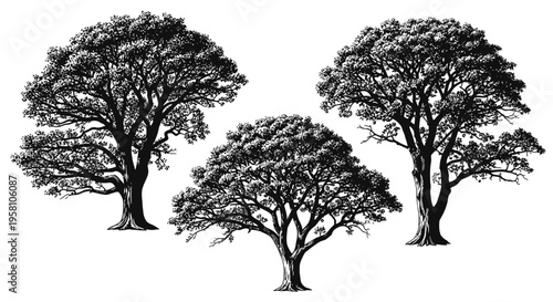 Three detailed black and white trees with dense foliage on a plain background