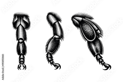 Western honey bee leg anatomy A realistic western honey bee leg presented as one object in three views: front leg view, side leg profile, and angled view