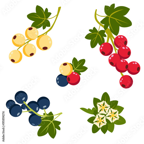 Berry set with red, black and white currants, green leaves and blossom flower, on white background. For tea labels, jam, packaging.