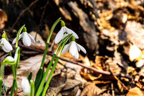 Photography snowdrop is the harbinger of spring