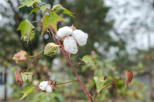 Konstfotografi A blossoming organic white natural cotton plant in a field.