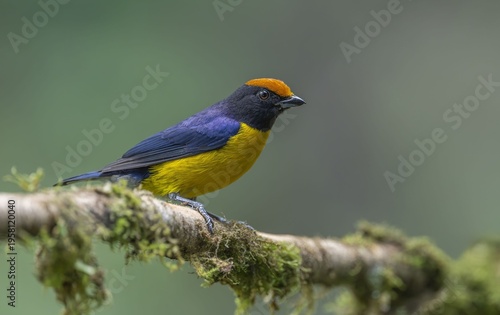 Tawny Capped Euphonia in the Cloud Forest!