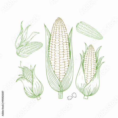 Corn elements set outline sketch vector illustration