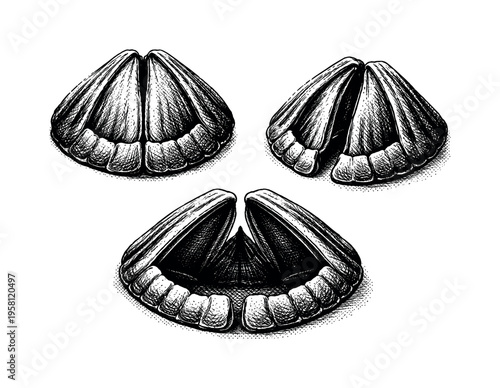 Barnacle operculum A realistic barnacle operculum with paired movable plates and defined edges, shown as the same operculum in three different positions. Black