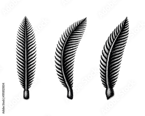 Luna moth antenna, single feathery luna moth antenna shown straight, slightly curved, and side view positions with fine structural detail. Black and white dot