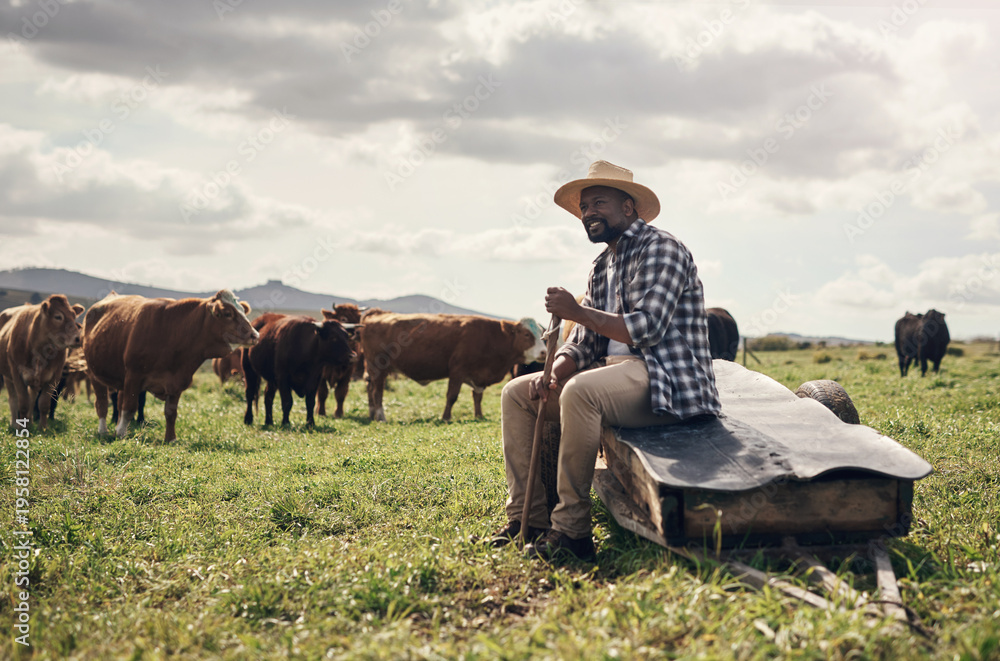 Fototapeta premium Agriculture, herd and black man with cows in field for animal management, pasture grazing or security. Mature person, rancher and agro livestock for cattle farming, meat production and monitor safety