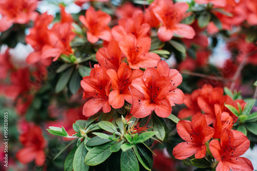 Flowering bright red azalea, genus rhododendron. Wallpaper. Space for text. High quality photo