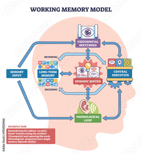 Working memory model concept, a brain flowchart linking sensory input, central executive, episodic buffer, and phonological loop, highlights control and integration. Outline diagram