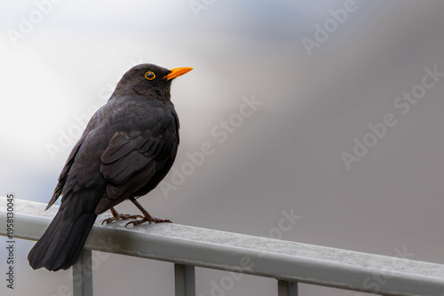 Close-up of a male Common Blackbird with a bright orange beak sitting on a metal railing against a soft bokeh background.
