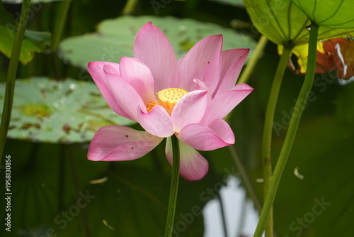 Pink Lotus Flower in Blooming Closeup-Nelumbo sp.; Lotus Flower in Pink