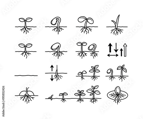 Types of Germination. Line icon set of Types of Germination: epigeal germination, hypogeal germination, bean sprout example, corn sprout example, above soil