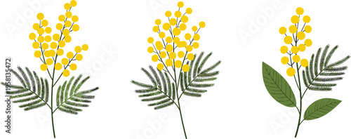 Mimosa Flower Branch Set with Yellow Blossoms and Green Leaves in Minimal Botanical Illustration Style for Spring Floral Design Collection