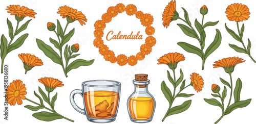 Calendula flowers and herbal elements set. Botanical illustration with tea and oil. Medicinal plant design for natural remedies, wellness, and organic themes.