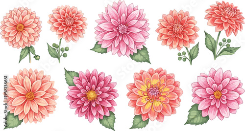 Dahlia flowers set in pink and peach shades. Botanical floral collection illustration. Elegant garden blossoms for wedding design, decoration, and soft nature themes.