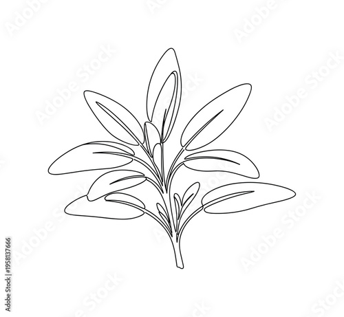 Herbal Sage. Minimalistic one-line drawing close-up of sage leaves arranged naturally on a stem, continuous single black line on white background, simple