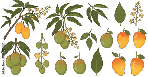 Mango tree elements collection with fruits, leaves, flowers and branches botanical vector illustration set isolated on white background