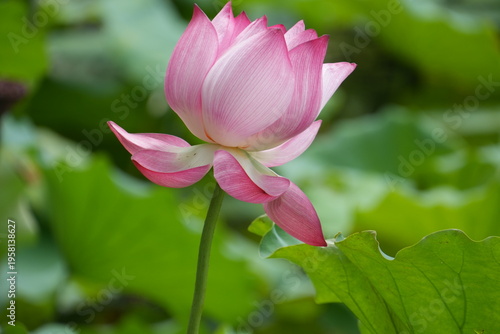Lotus flowers ready to bloom; Pink Fresh Lotus Bud; Lotus flower buds in pink; Pink lotus flower buds close-up