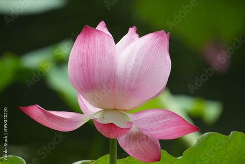 Lotus flowers ready to bloom; Pink Fresh Lotus Bud; Lotus flower buds in pink; Pink lotus flower buds close-up