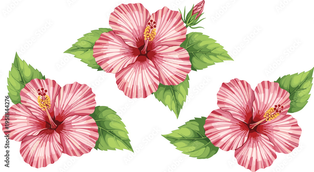 Obraz premium Pink hibiscus flowers with green leaves. Tropical floral set isolated. Botanical summer blossom illustration for decoration, nature design, and exotic garden themes.