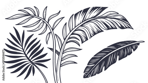 Exotic palm leaves in linear style collection. Brush drawn tropical palm leaves isolated on white background. Handdrawn vector ink illustration. Botanical grunge elements. Tropical foliage.
