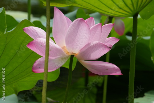 The Blooming Pink Lotus Flower Closeup-Nelumbo nucifera'Gudai Lian'; Sunny Pink Lotus Flower; Fresh Pink Lotus Flower under the Sun