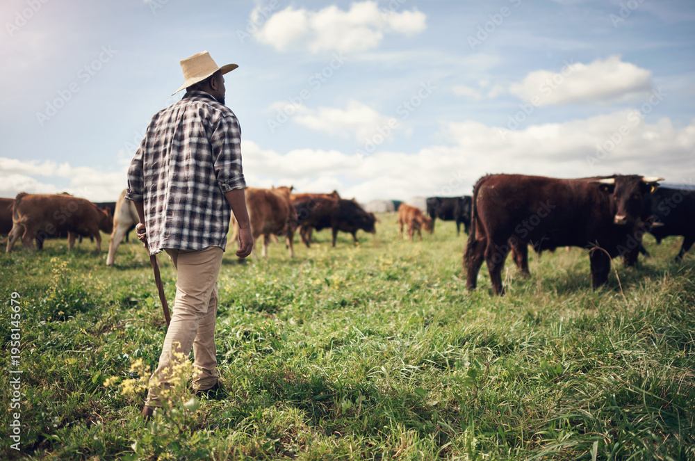 Fototapeta premium Agriculture, herd and man with cows in field for animal management, pasture grazing or security. Black person, back of rancher and agro livestock for cattle farming, meat production or monitor safety