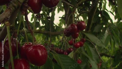 Camera move through ripe cherries on branches