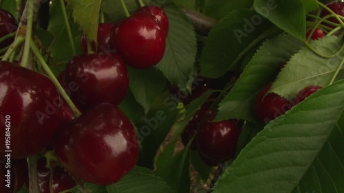 Ripe cherries on tree branches in summer