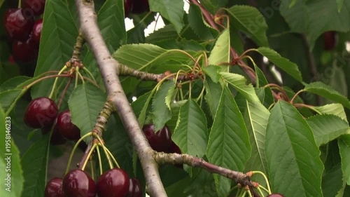 Ripe cherries on tree branches in summer