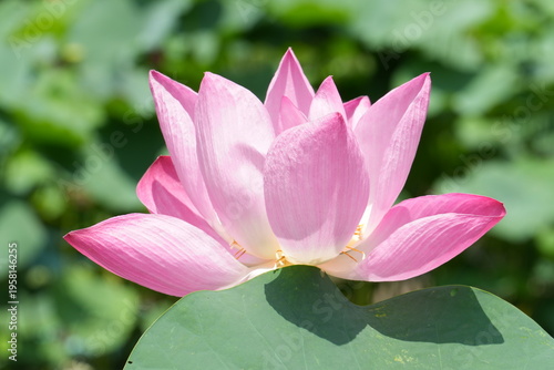 Sunny Pink Lotus Flower Closeup-Nelumbo nucifera'Gudai Lian'; Fresh Pink Lotus Flower under the Sun; The Blooming Pink Lotus Flower