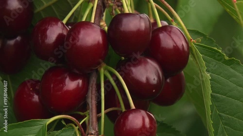 Ripe cherries on tree branches in summer