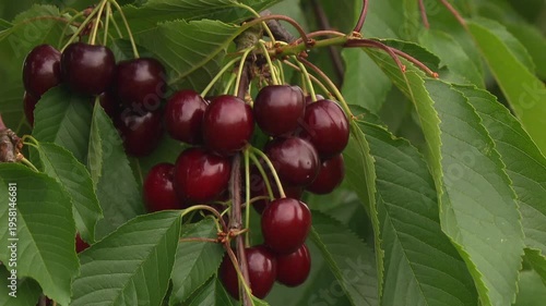 close up of ripe cherries on branch