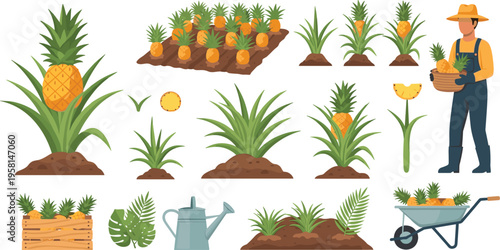 Pineapple cultivation process with farmer plants and harvest elements, tropical agriculture growth stages flat vector illustration collection for organic farming design
