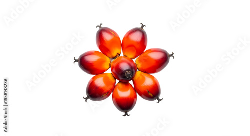 Small Group of Oil Palm Fruits in Circular Arrangement Isolated on White Background