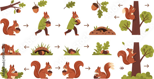 Squirrel collecting acorns lifecycle set with forest animal actions, digging, storing and climbing tree behavior, woodland cartoon vector illustration collection