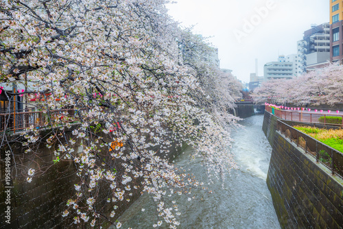 Cherry blossoms blooming on a rainy day at Meguro River Tokyo Jpan