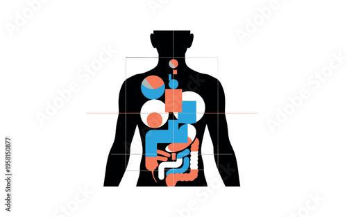 Black and white body outline with abstract geometric organs represented as circles and blocks inside the silhouette, bright ultramarine and warm coral flat