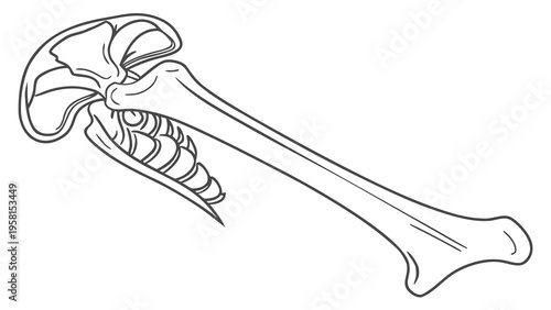 Detailed anatomical illustration of a human shoulder joint and humerus bone