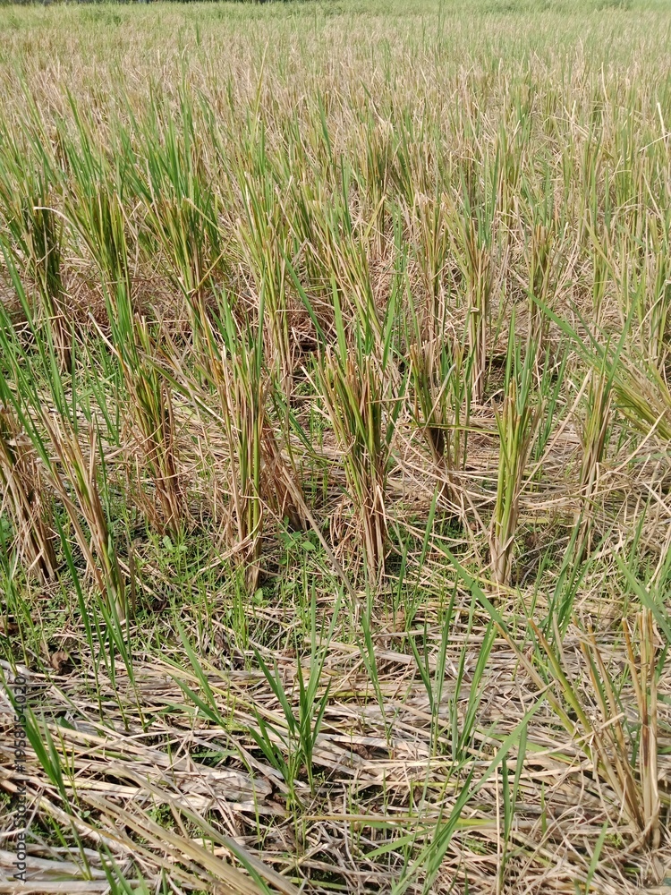 Obraz premium Rice Stubble in the Field After Harvest Season