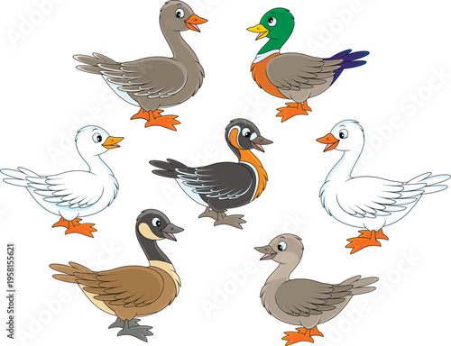 Vector cartoon set of domestic and wild ducks and geese