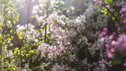 Delicate pink and white blossoms adorning branches with green leaves, illuminated by warm spring sunlight