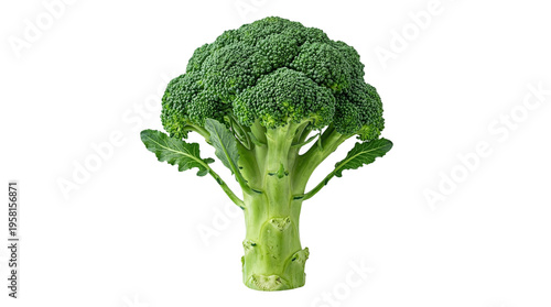 Fresh, healthy, organic, nutritious broccoli on a white background, a versatile vegetable for culinary creations, promoting a balanced diet and well-being