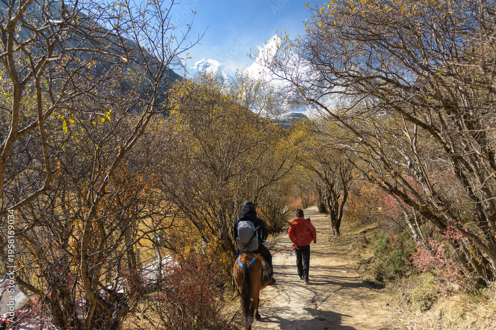 Obraz premium Special Horse Caravan at Yading Nature Reserve. a famous landscape in Daocheng, Sichuan, China.